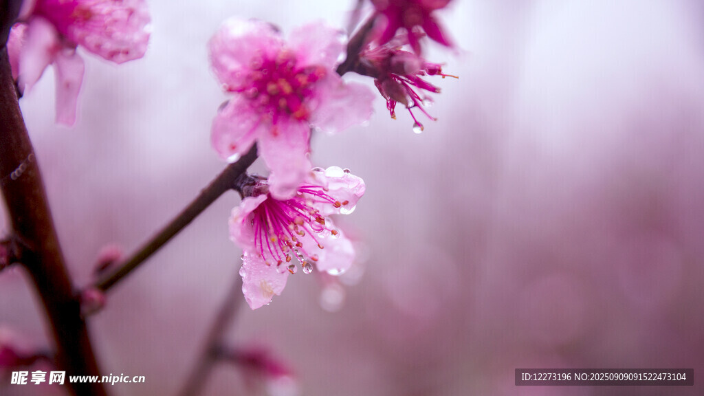 雨中綻放的嬌艷粉桃花