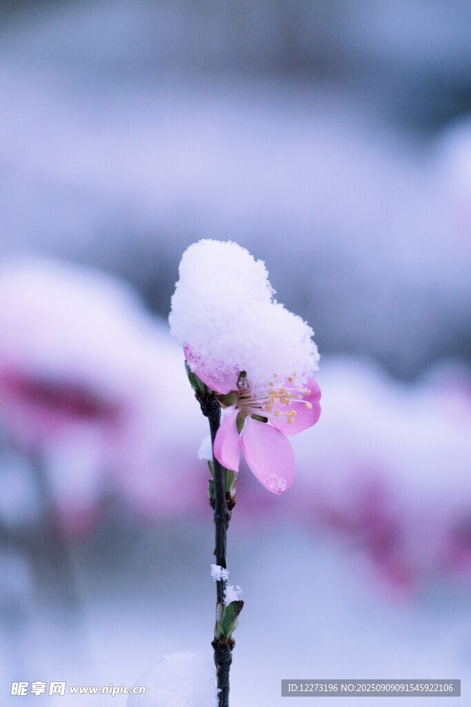 雪中綻放的嬌艷粉色花朵