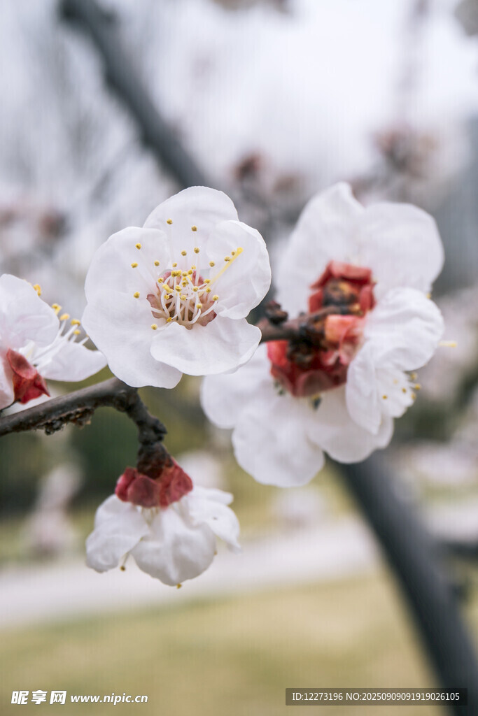 枝頭綻放的潔白花朵