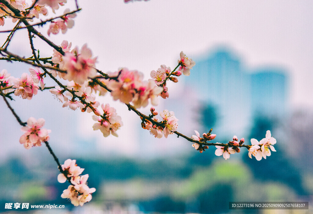 枝頭綻放的粉嫩春花