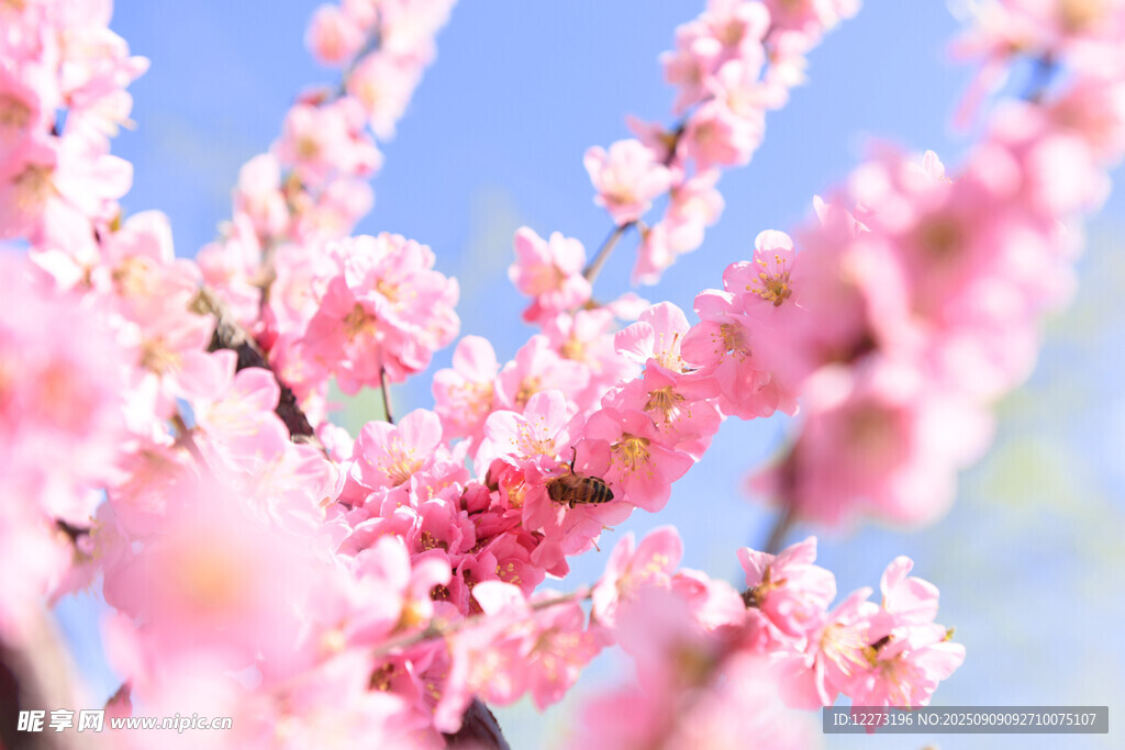 春日爛漫桃花綻放