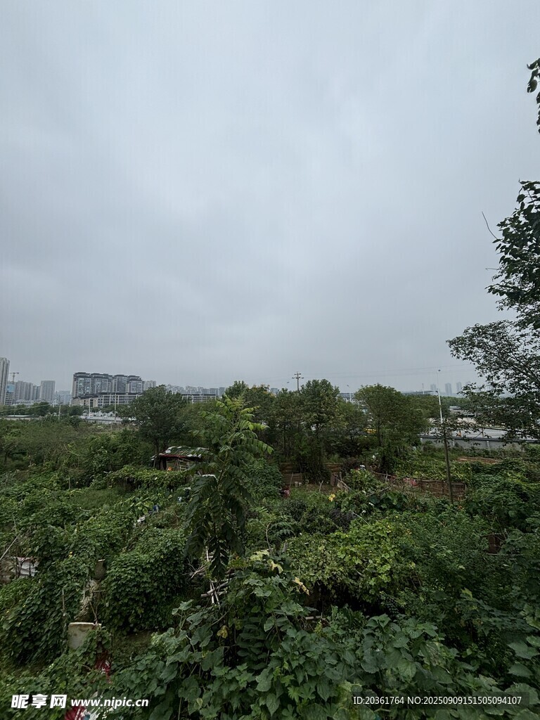雨中繁茂的綠植景觀