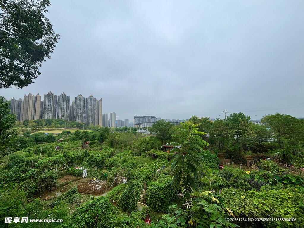 城郊綠植與遠處高樓景觀