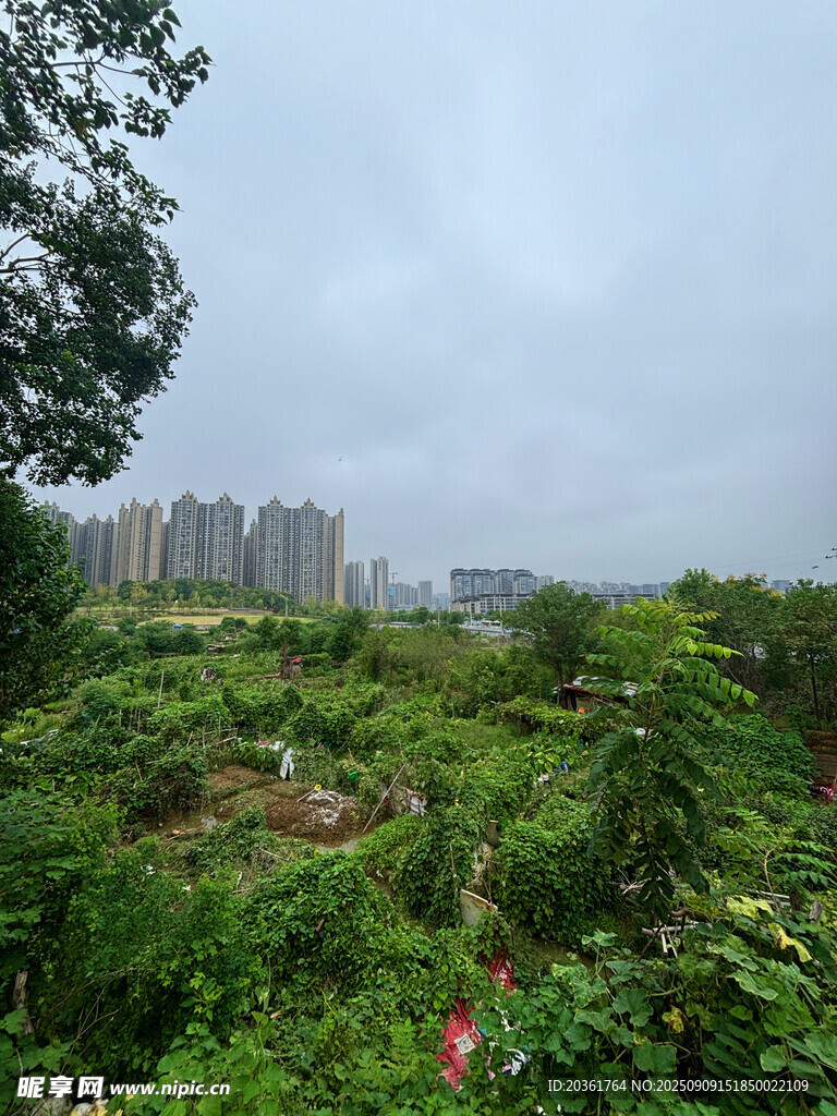 城市邊緣的繁茂綠植景觀