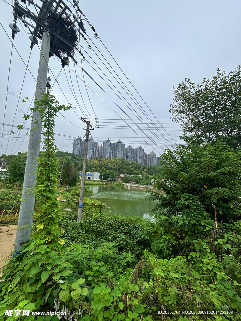 野外藤蔓纏繞的電線桿