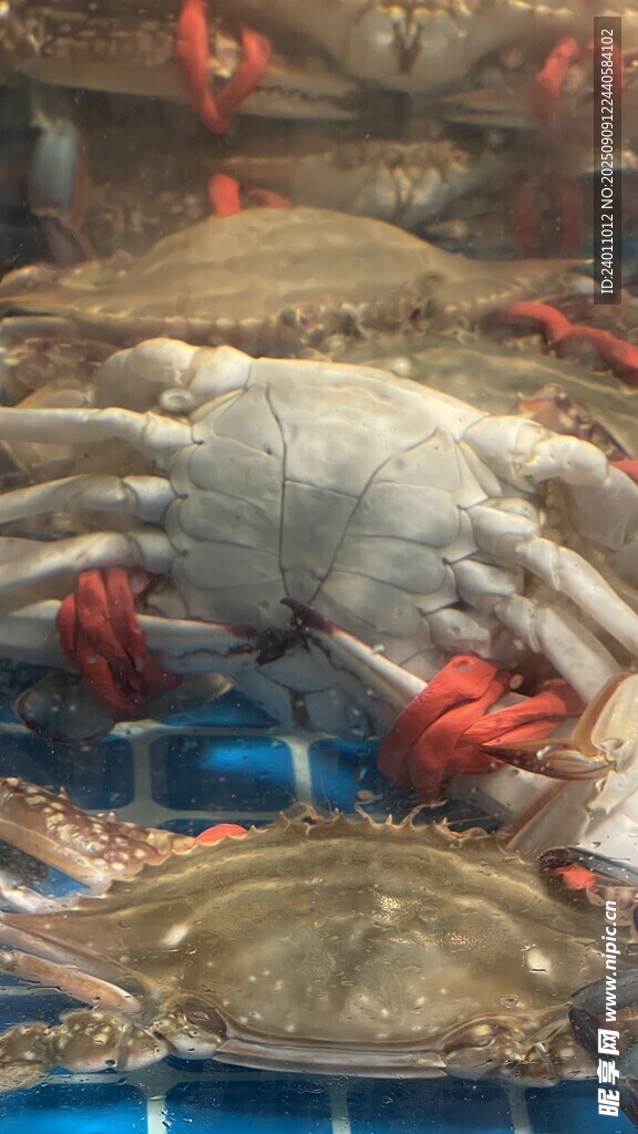 海鮮市場的多樣鮮活海產(chǎn)梭子蟹