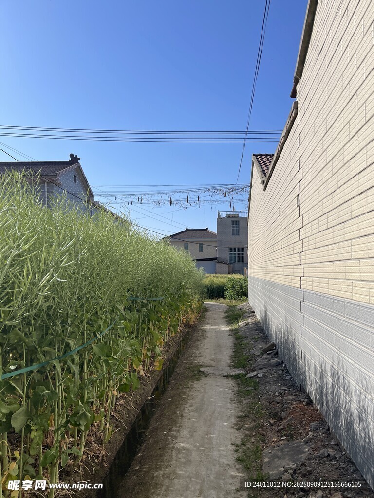 鄉(xiāng)村小巷旁的蔥郁植物