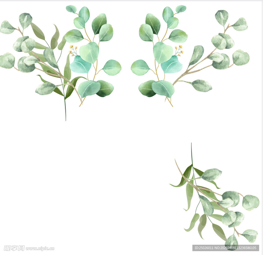 清新水彩風桉樹葉插畫
