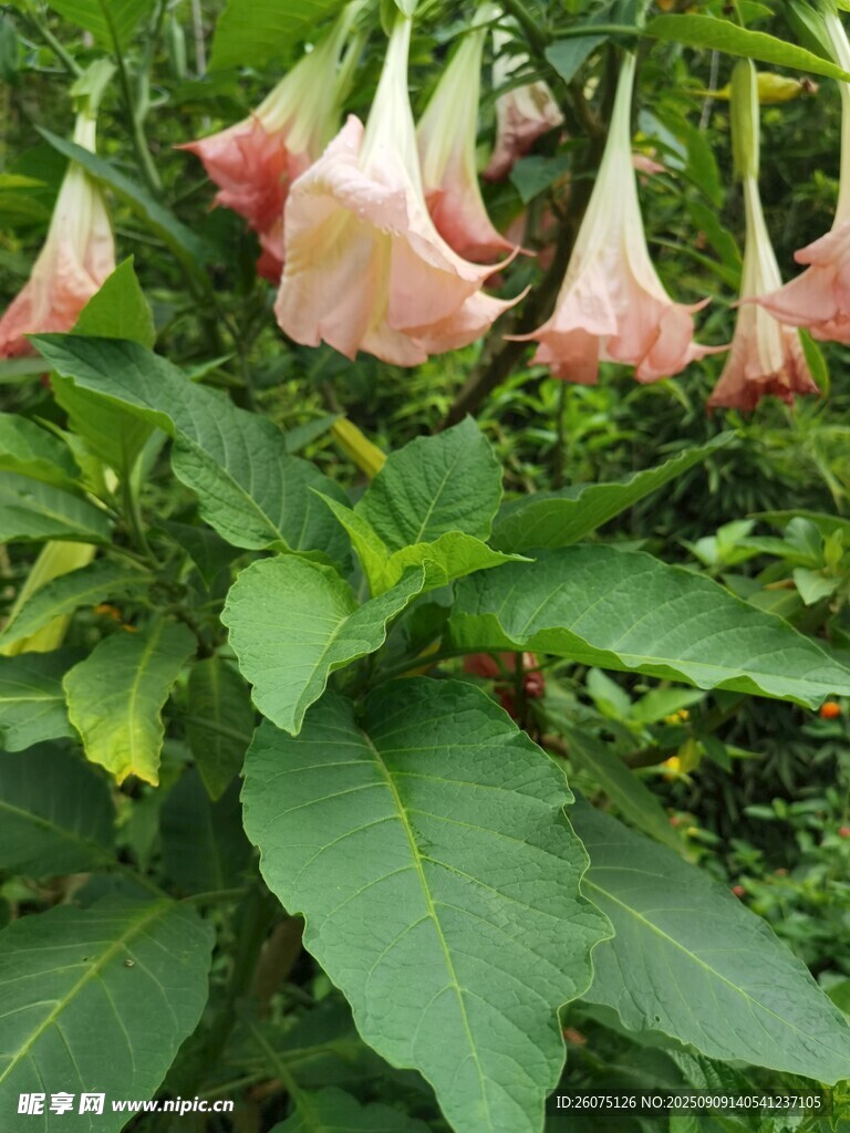 粉色曼陀羅花朵與綠葉
