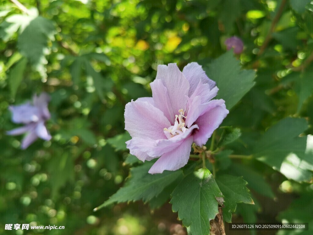 淡紫色木槿花綻放綠葉間