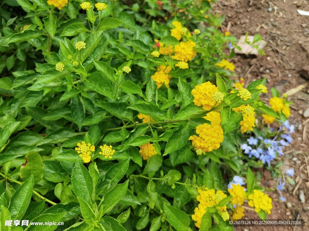 黃色小花叢中的美麗景致