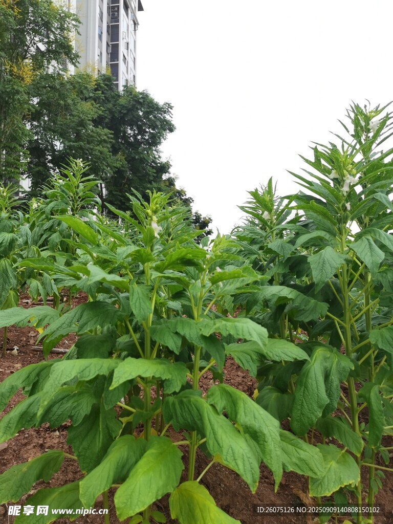綠葉繁茂的芝麻植株景觀