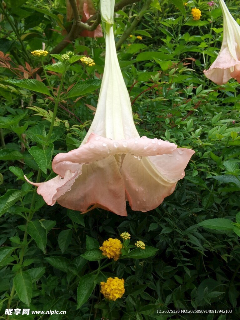 粉色曼陀羅花綻放于綠植間