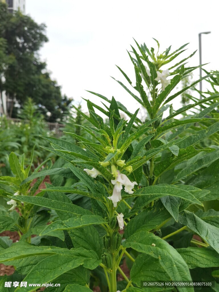 田間綻放的白色芝麻花