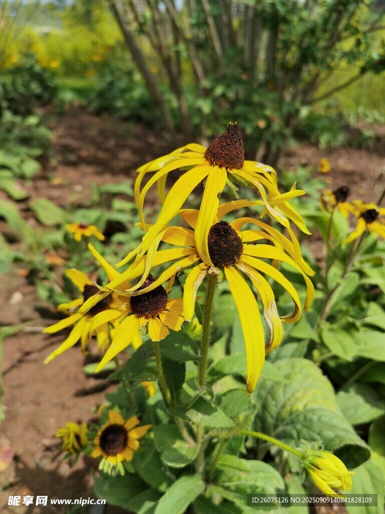 花園中綻放的黃色黑心菊