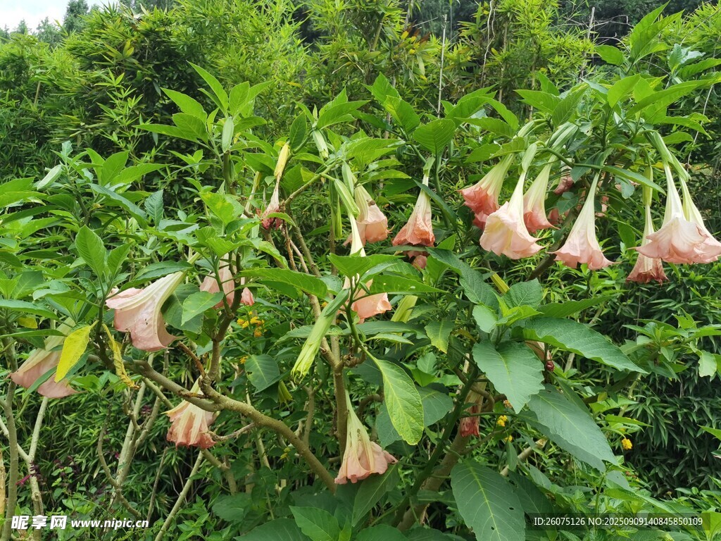 野外綻放的曼陀羅花朵