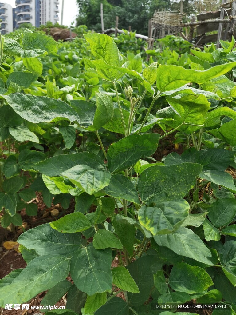 綠葉繁茂的蔬菜種植地