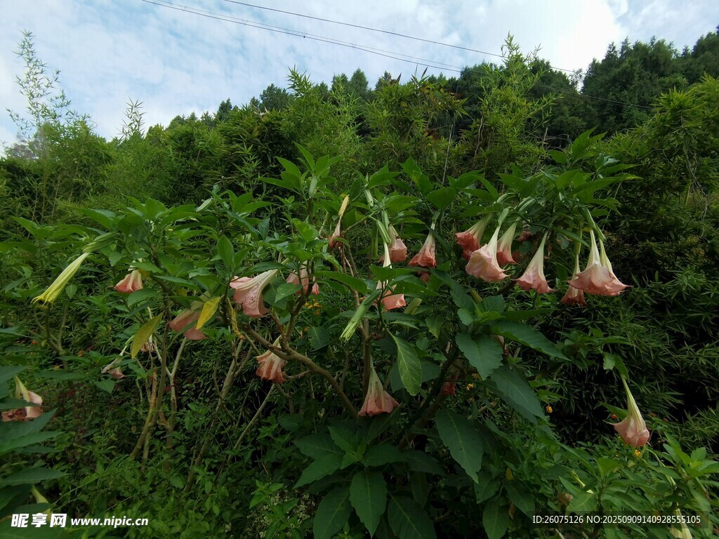 野外綻放的曼陀羅花