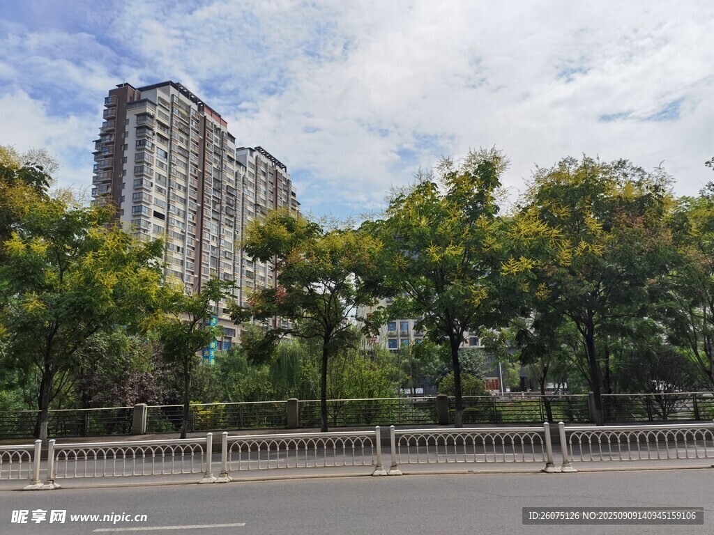 城市街道旁的綠樹與高樓