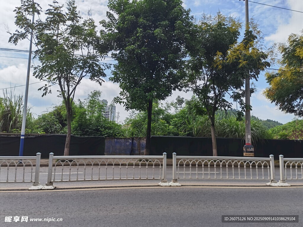 道路旁的樹木與白色護欄