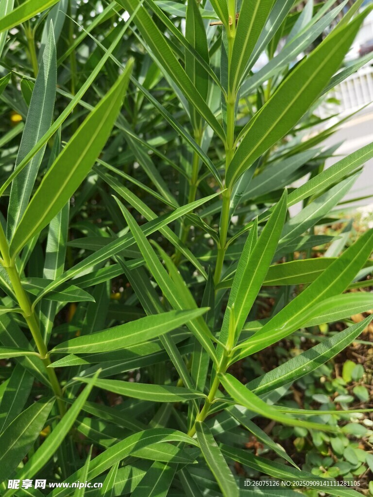 翠綠修長夾竹桃葉片的植物