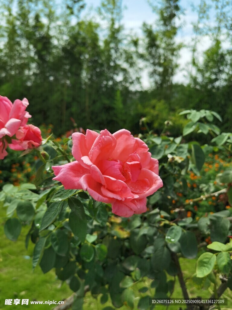 嬌艷盛開(kāi)的粉色月季花