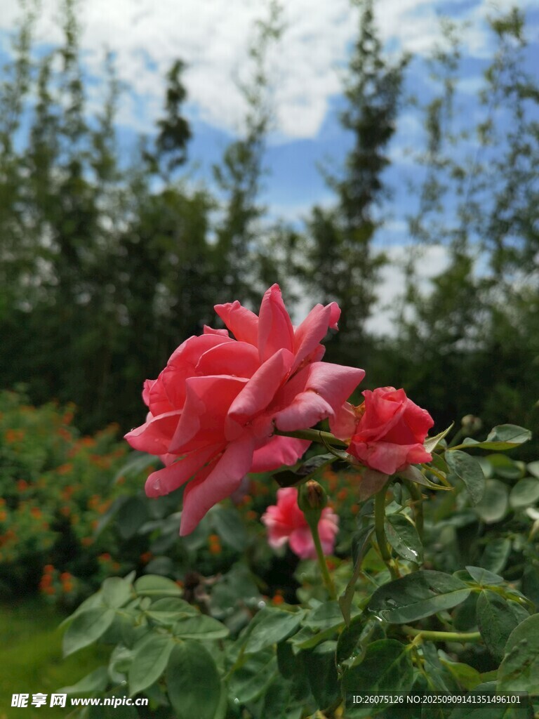 嬌艷盛開的粉色月季花