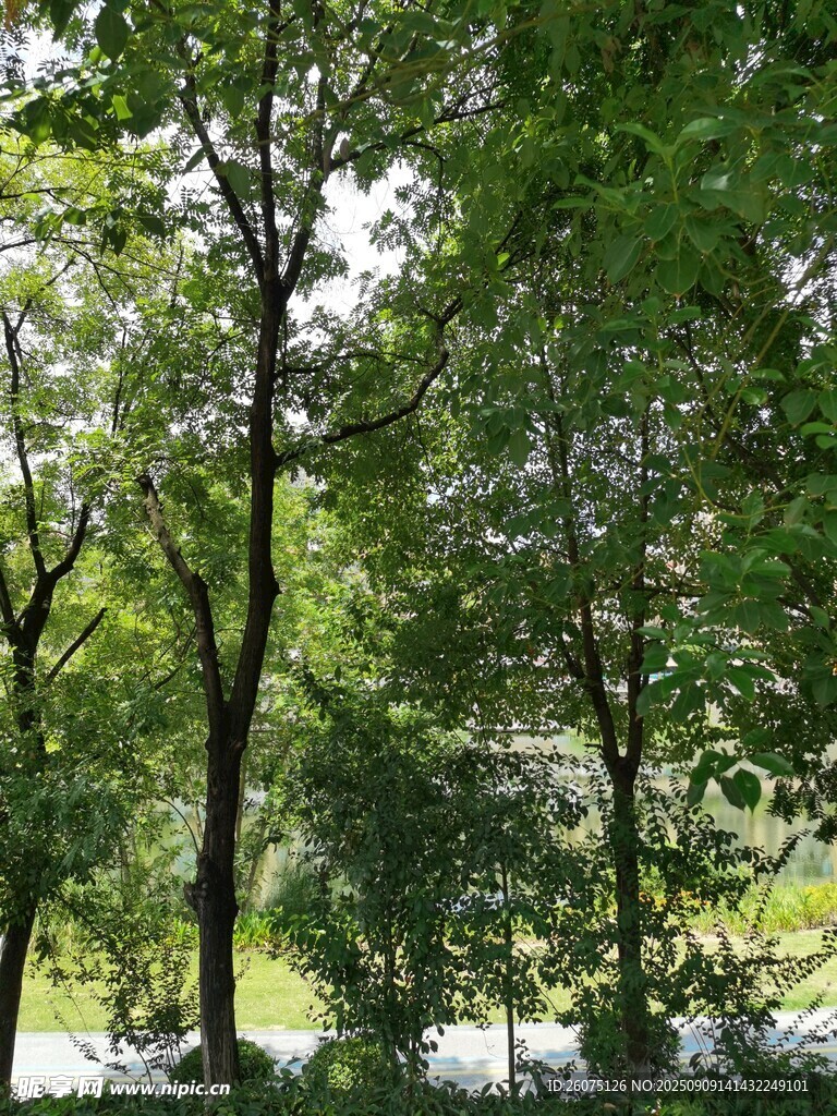 夏日林間綠意盎然
