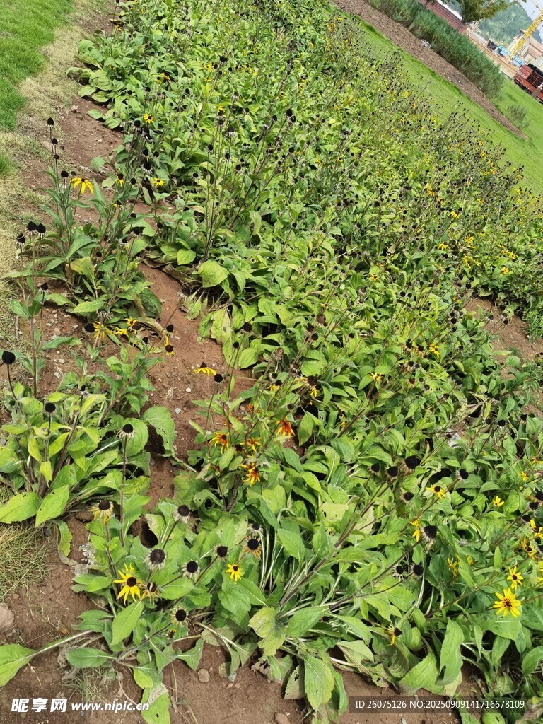 花圃里的綠色黑心菊植株