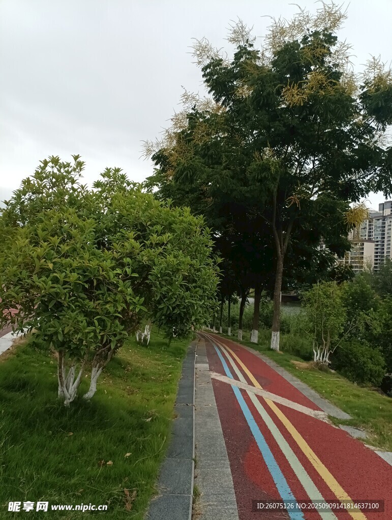 城市彩色步道旁綠樹成蔭