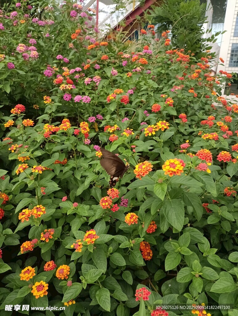 多彩花叢綻放美麗花朵