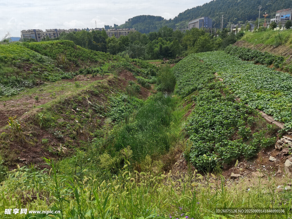 田野中的綠色農(nóng)田景觀(guān)