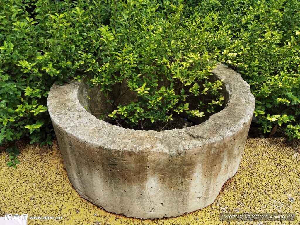 石制環(huán)形花器中的綠植