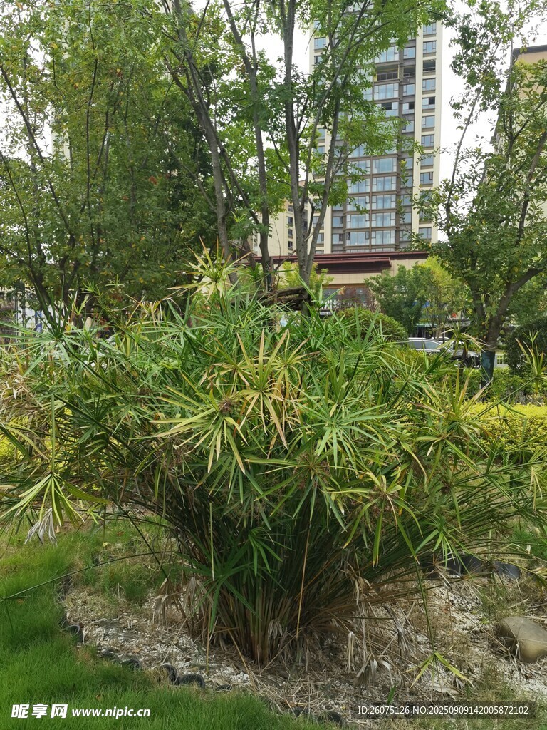 庭院綠植景觀