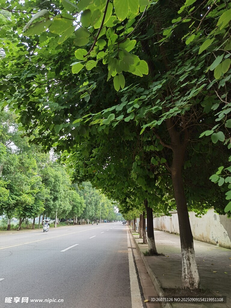 林蔭道路夏日清新景致