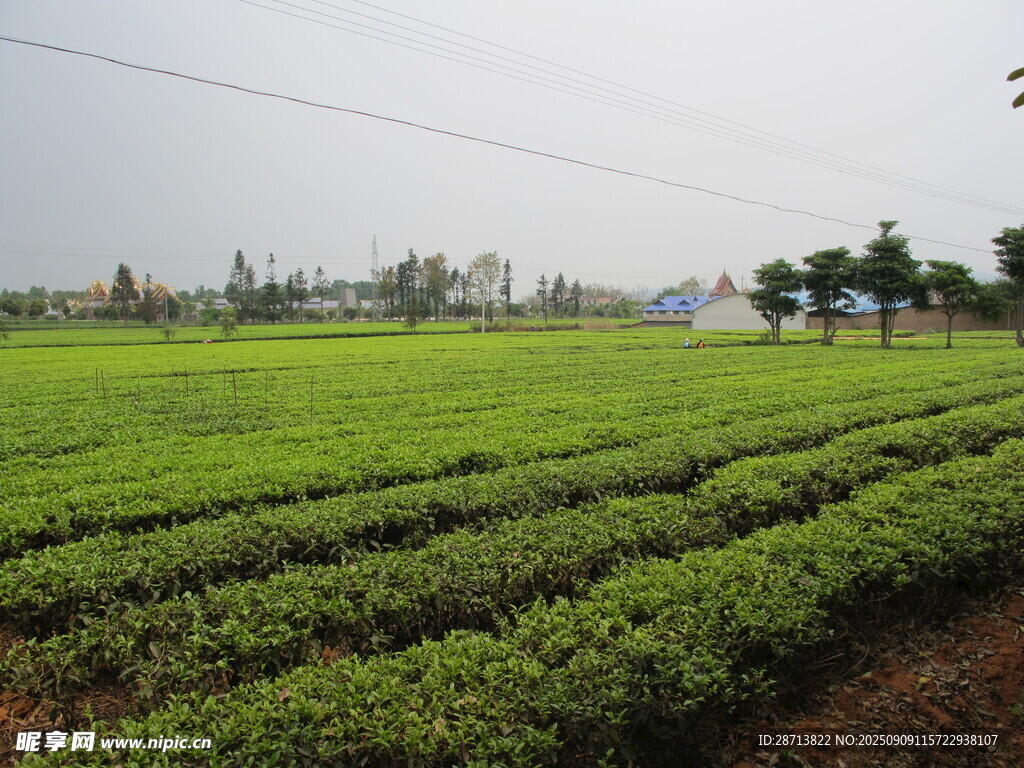 翠綠茶園風(fēng)光