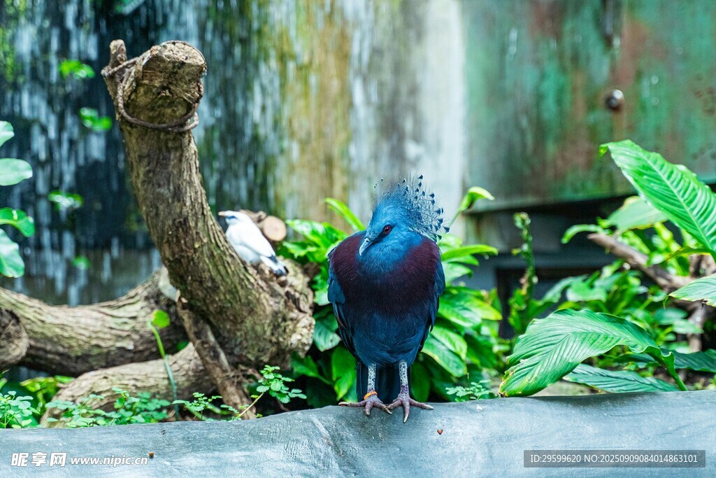 藍(lán)羽小鳥(niǎo)立于綠植旁