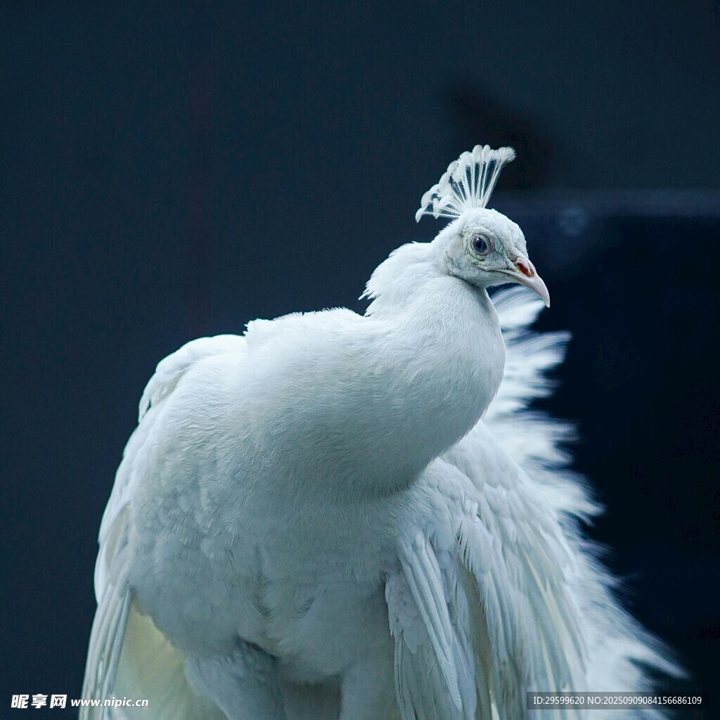 優(yōu)雅白孔雀 