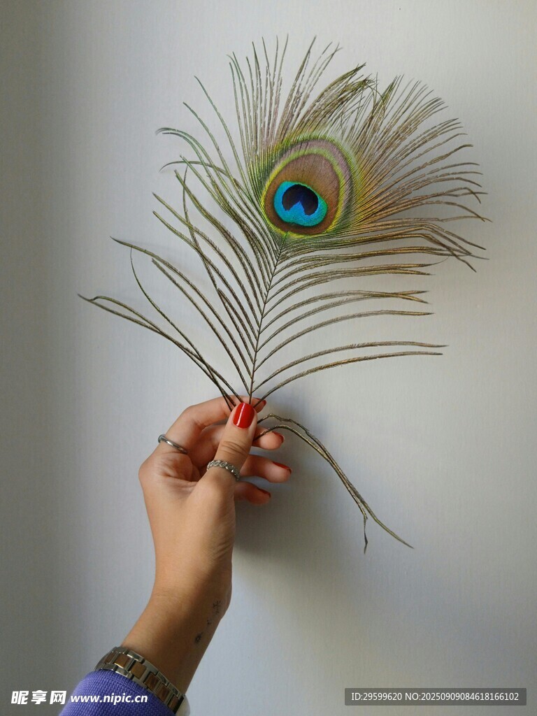 手持孔雀羽毛特寫
