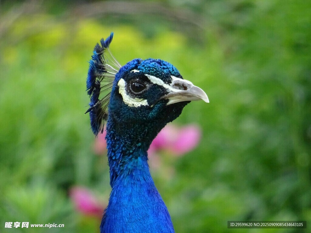 藍(lán)孔雀特寫