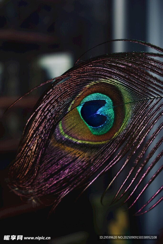 孔雀眼狀斑紋特寫