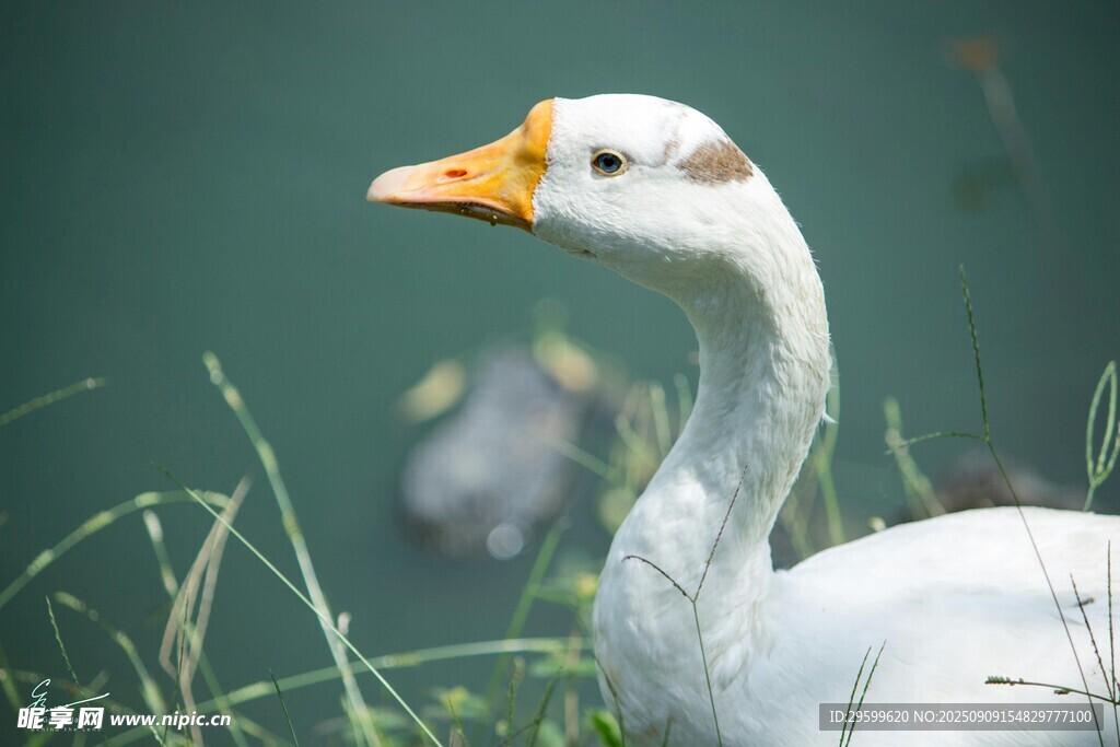 池塘邊的白鵝