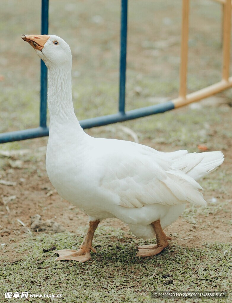 白鵝漫步
