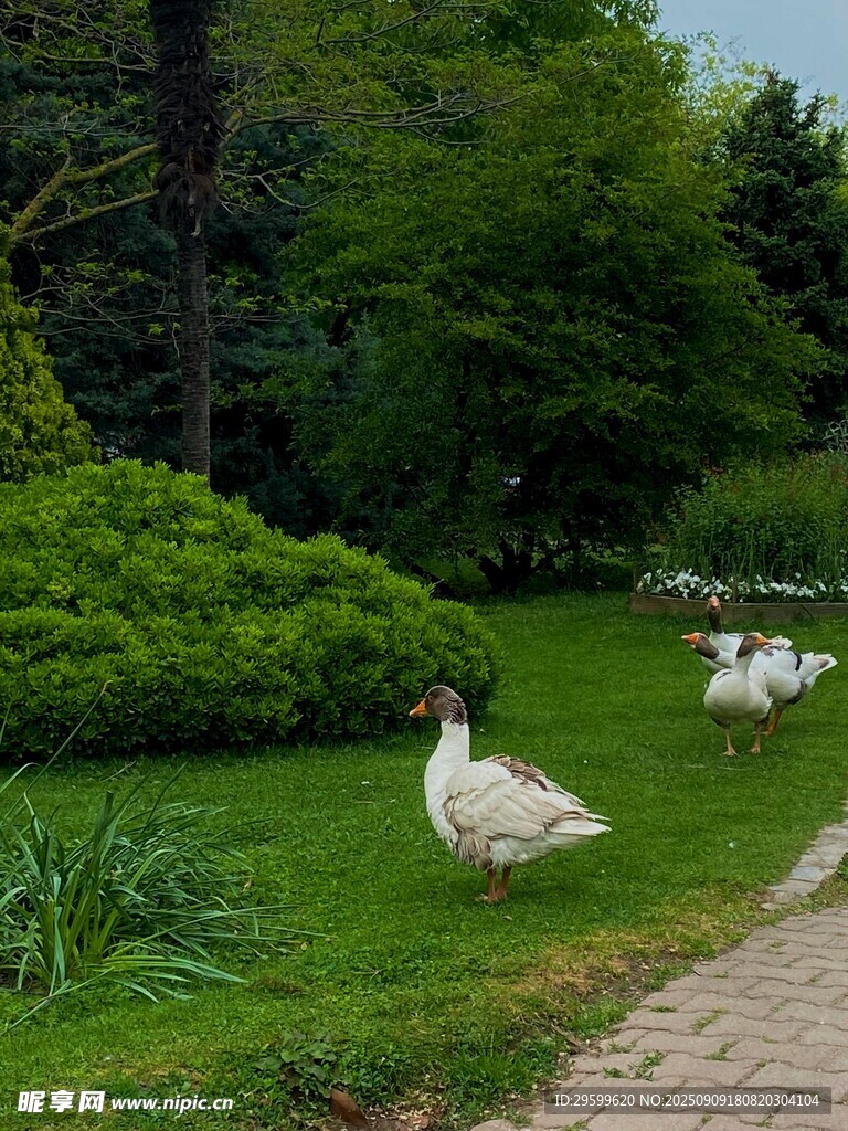 小徑旁草地漫步的白鵝