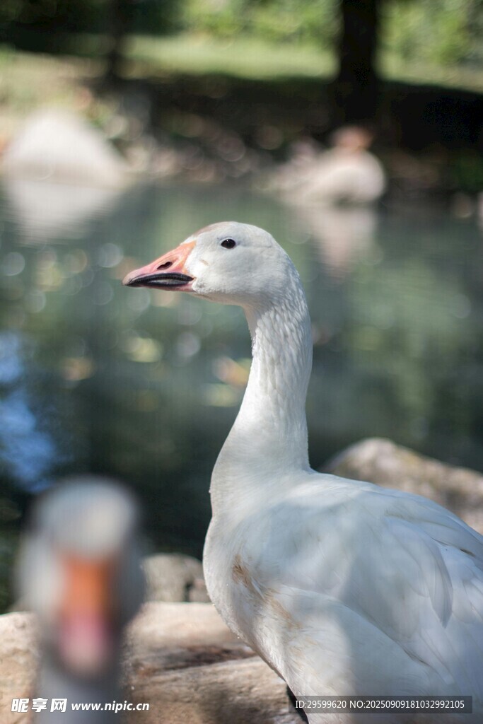 水邊的白鳥