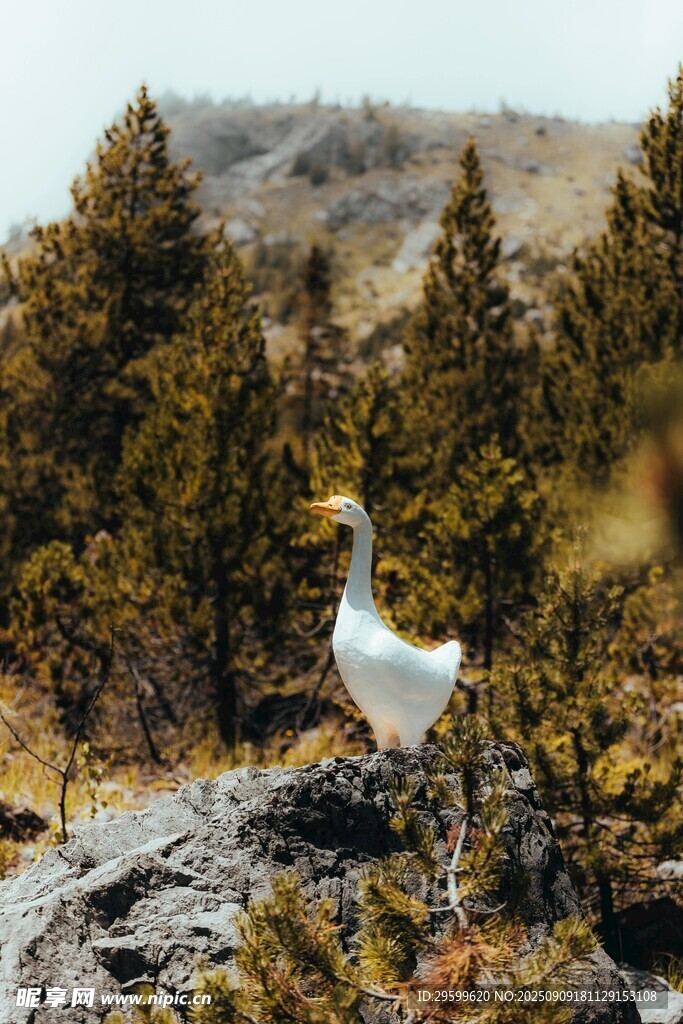 巖石上的白鳥