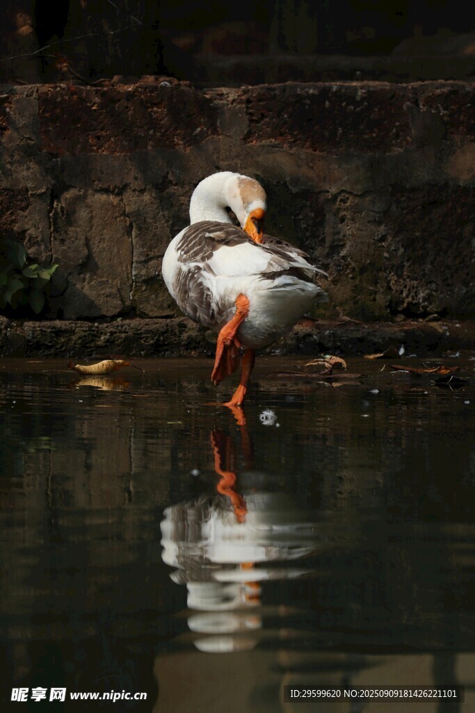 水邊白鳥優(yōu)雅整理羽毛