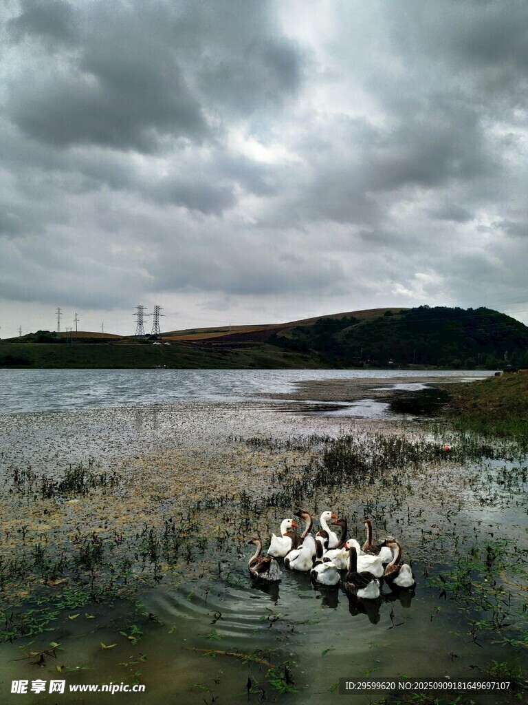 濕地群鳥棲于陰云下