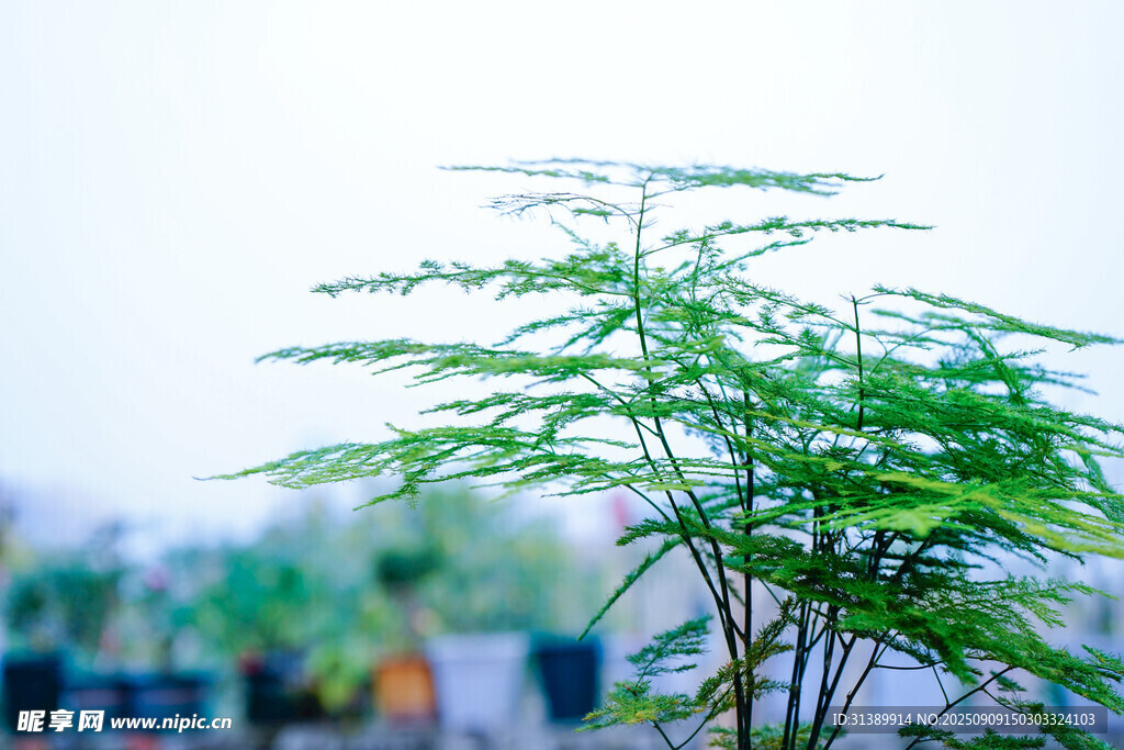 嫩綠枝葉展現(xiàn)清新生機(jī)