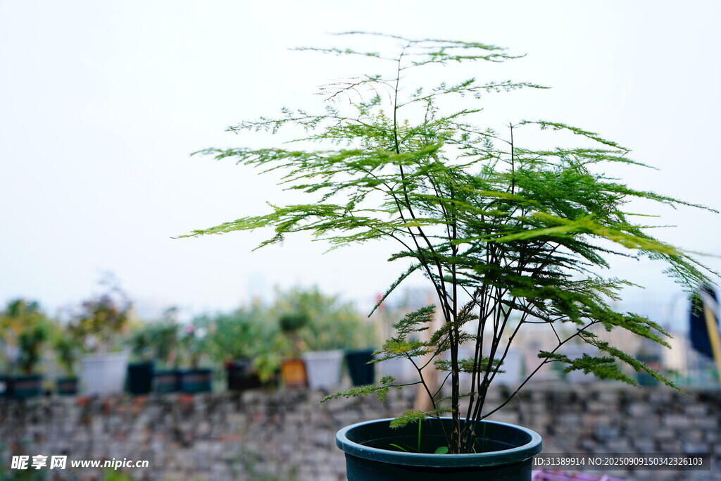 盆栽綠植 清新自然景致